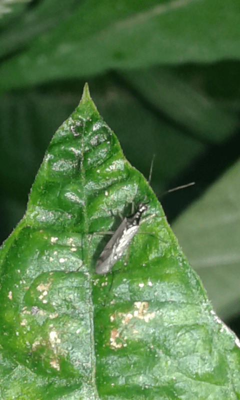 Dicyphus errans (Miridae)? ... Dicyphus cfr. errans